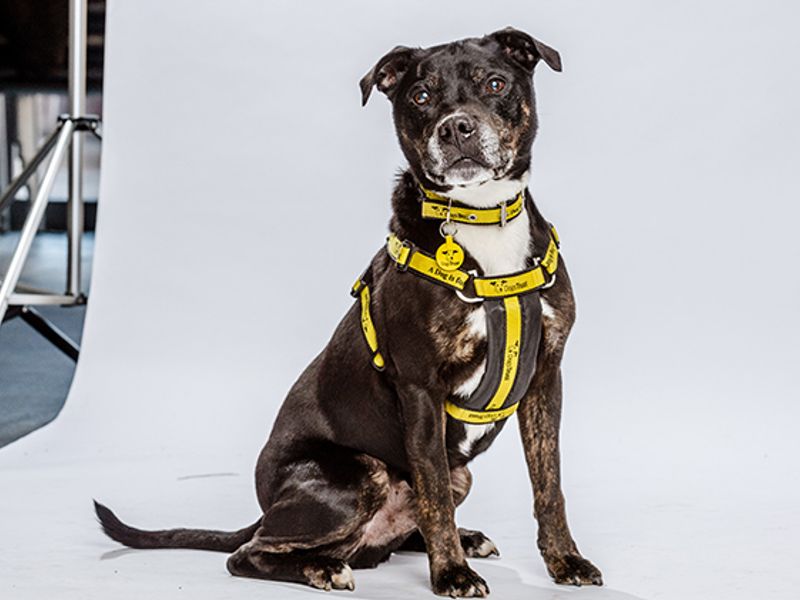 Staffie cross dog sitting during a photoshoot in front of grey background