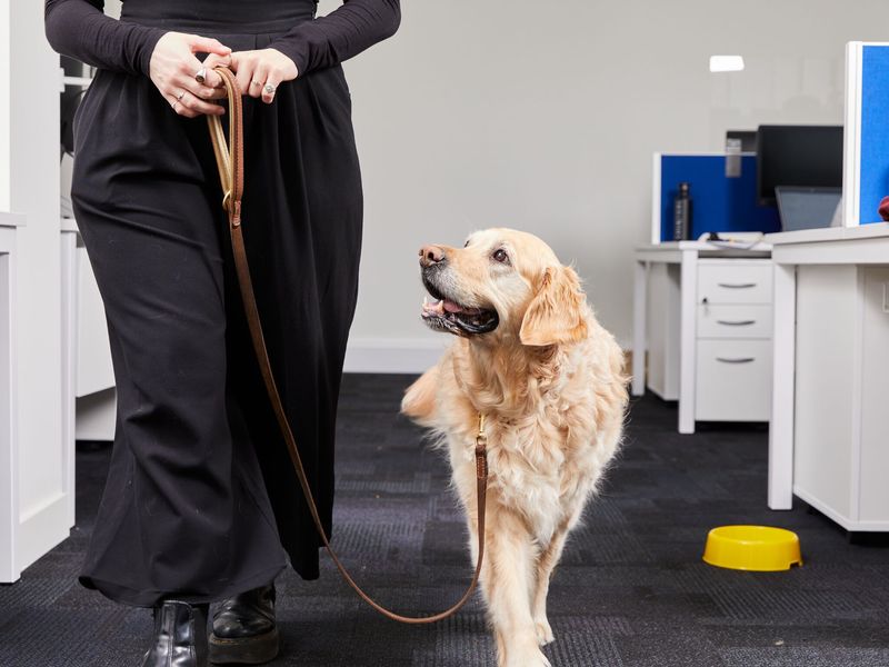 Dog Friendly Workplaces - Patience the Golden Retriever is happy to be at work
