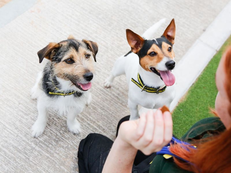 Adult dogs, outside, at Cardiff Rehoming centre, being fed treats by members of Dogs trust staff.