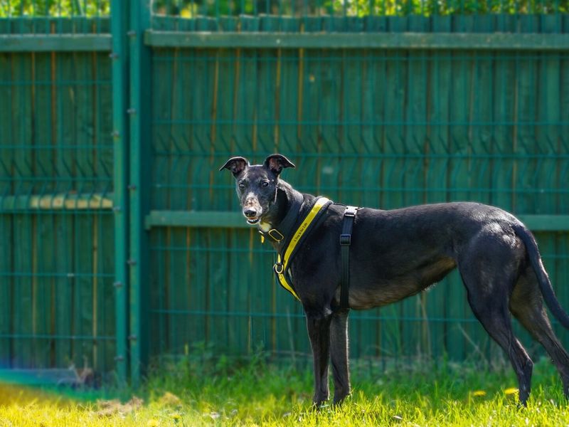 Adult greyhound dog, outside, in a field, on a sunny day.