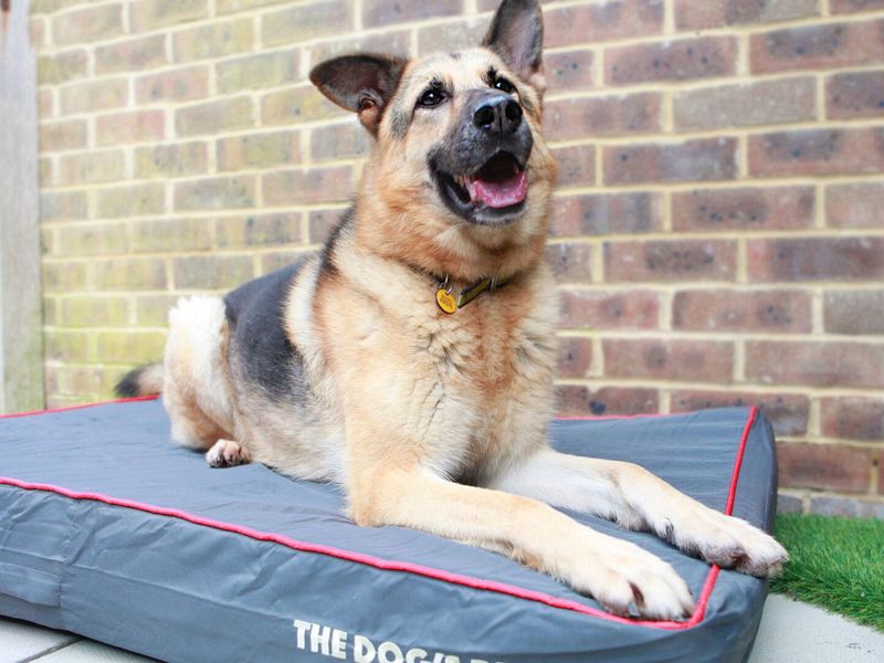 German Shepherd Dog posing on bed