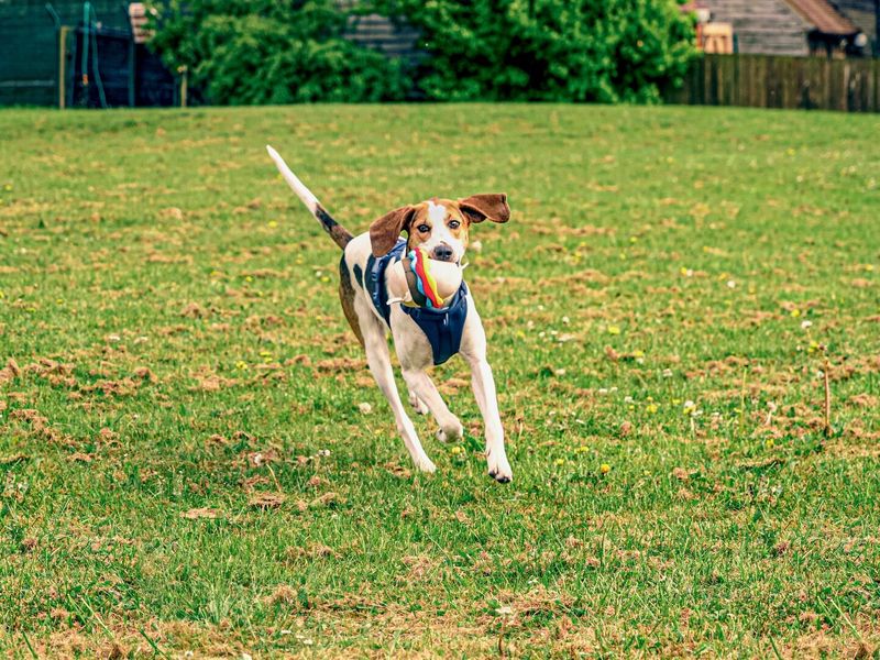 Trailhound dog running to camera with a toy in their mouth, in a field on a sunny day.