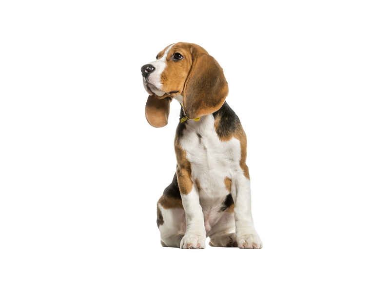 Beagle puppy rescue hot sale