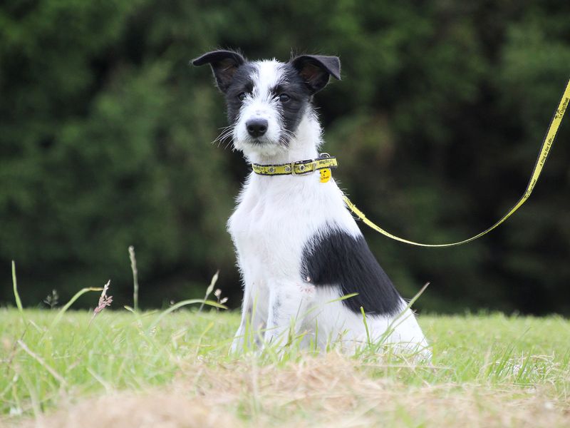 Flo the Lurcher puppy sitting in a field 