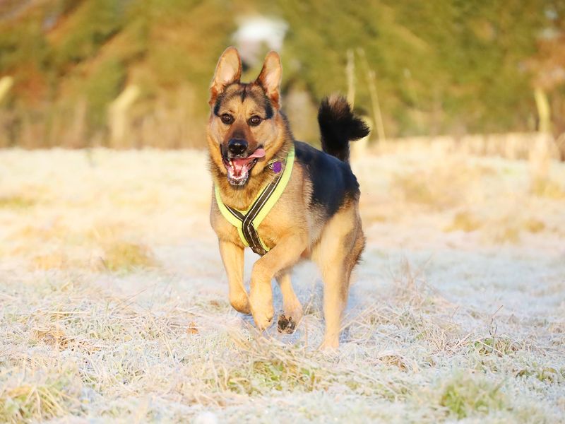 Buster the German Shepherd running through a frosty winter field with hig tongue out at Dogs Trust Leeds.