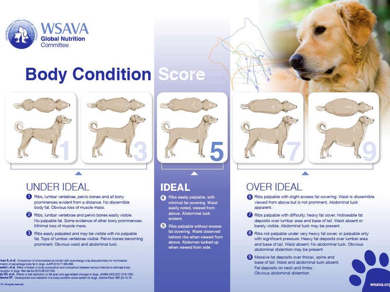 WSAVA Body Condition Score chart