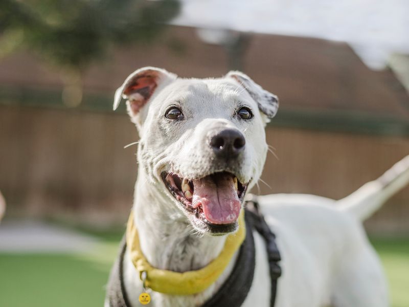 Casper the Staffie cross playing outside at Dogs Trust Shrewsbury