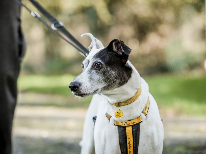 how to stop a nervous dog barking