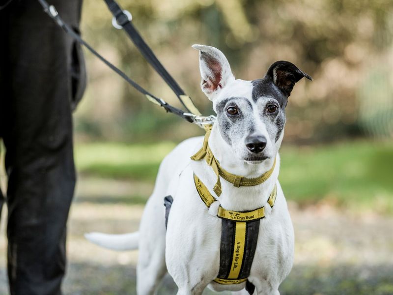 Patch, a crossbreed, out on an autumn walk.