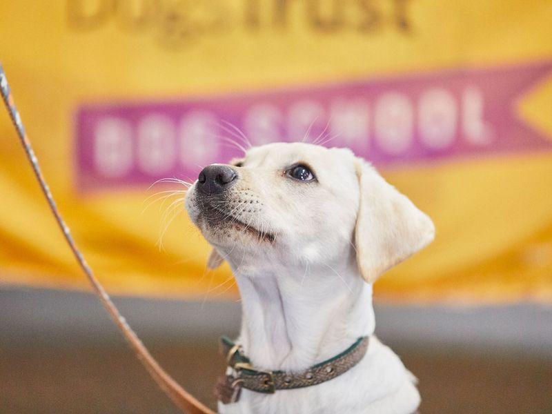 Labrador puppy looking up in front of blurred Dog School banner