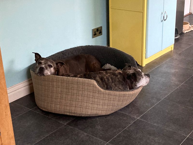 Two Staffie Crosses curled up in a dog bed together