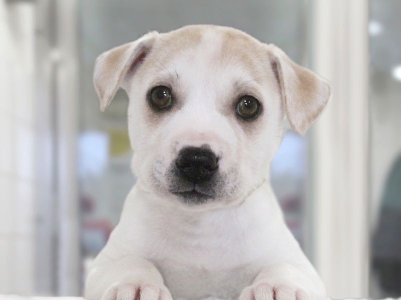 Puppy sat in rehoming centre kennel at Dogs Trust Leeds