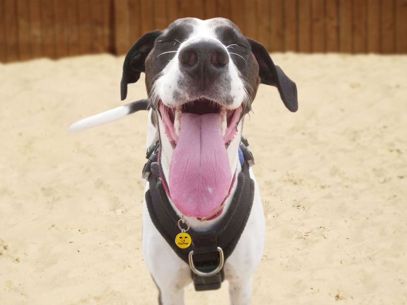 Stanley the lurcher with his tongue out posing for the camera, standing in the sand, at Dogs Trust Leeds