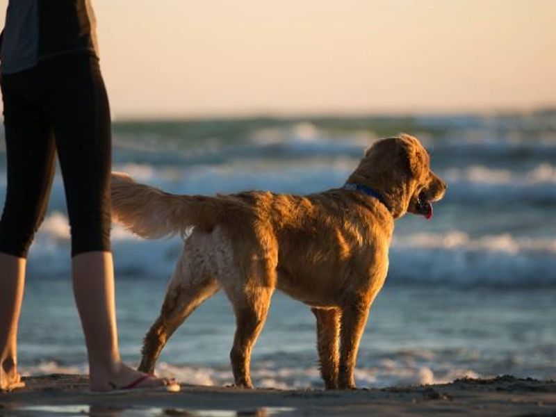 dog on beach