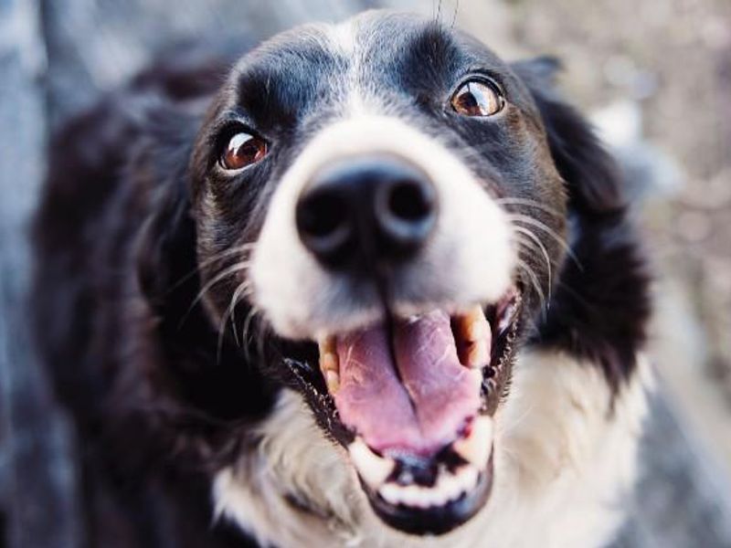 Smiling Collie 