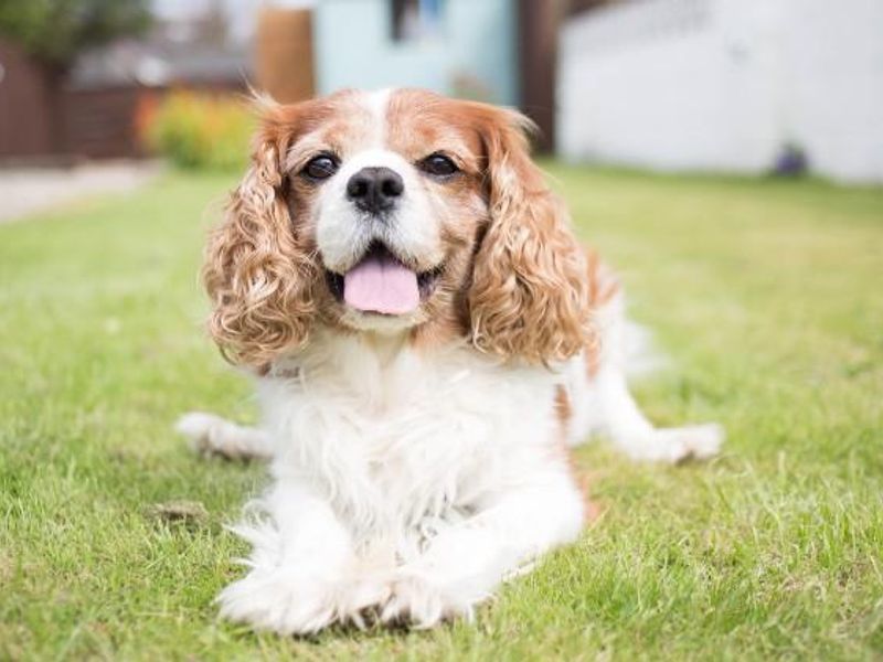 seniorcavalier