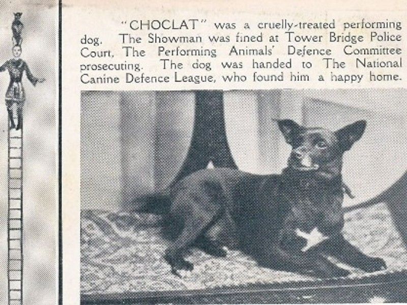Our Story | Dogs Trust
