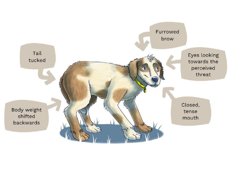 Dog body language illustration anxiety 4