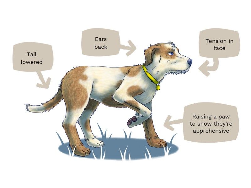 Dog showing submission behavior in the year 2022