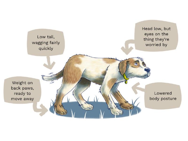 Dog body language illustration anxiety 6