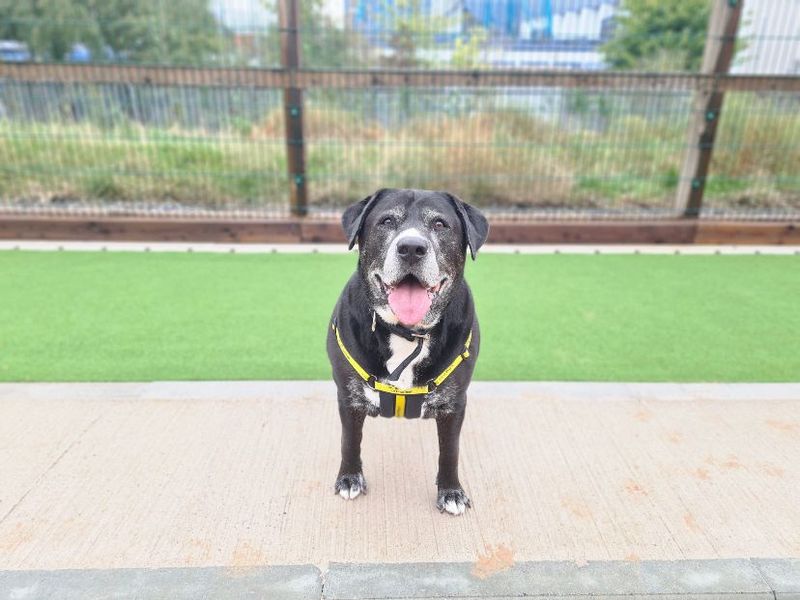 Bill the Labrador standing outdoors at Cardiff rehoming centre