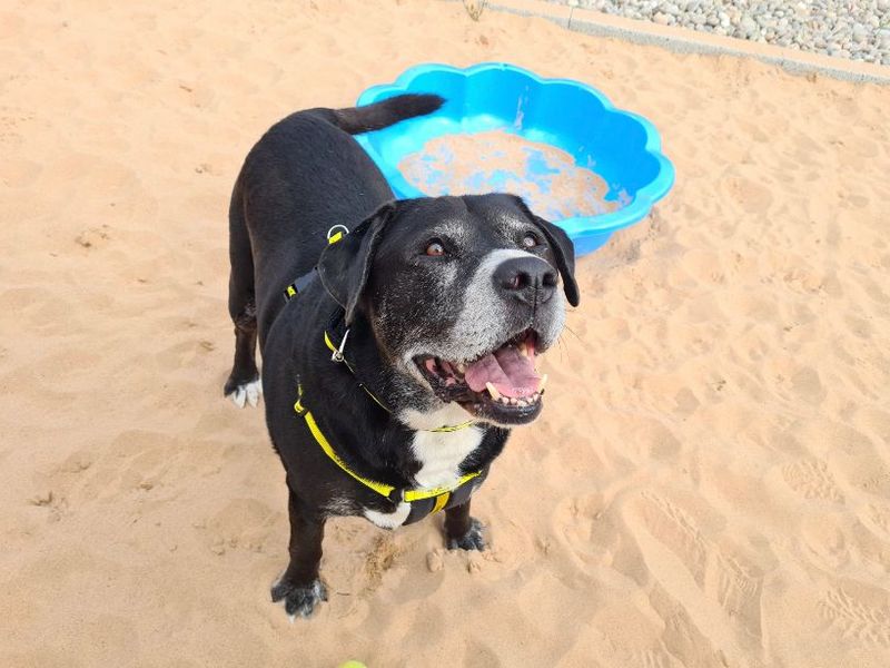 Bill the Labrador standing outdoors at Cardiff rehoming centre