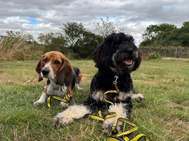 Blind Cockerpoo puppy Darwin and his brother Beagle Newton