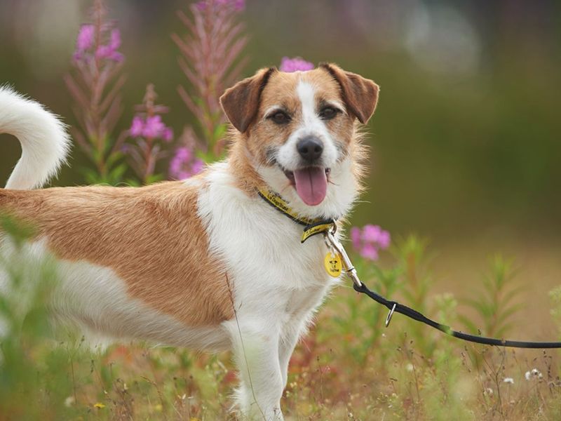 Sponsor Dog Bubba, a tan and white Terrier cross at Dogs Trust Snetterton, standing in front of purple flowers