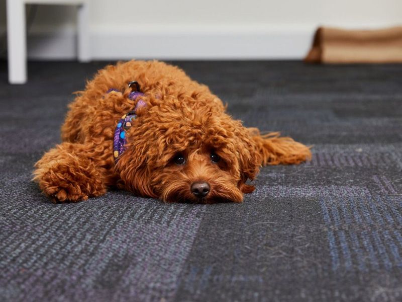 https://www.dogstrust.org.uk/images/800x600/assets/2022-08/Cockapoo_in_office.jpg