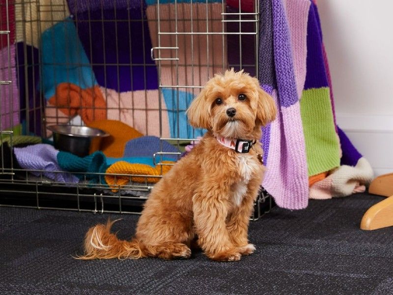 Olive, the Cockapoo, sitting next to crate training