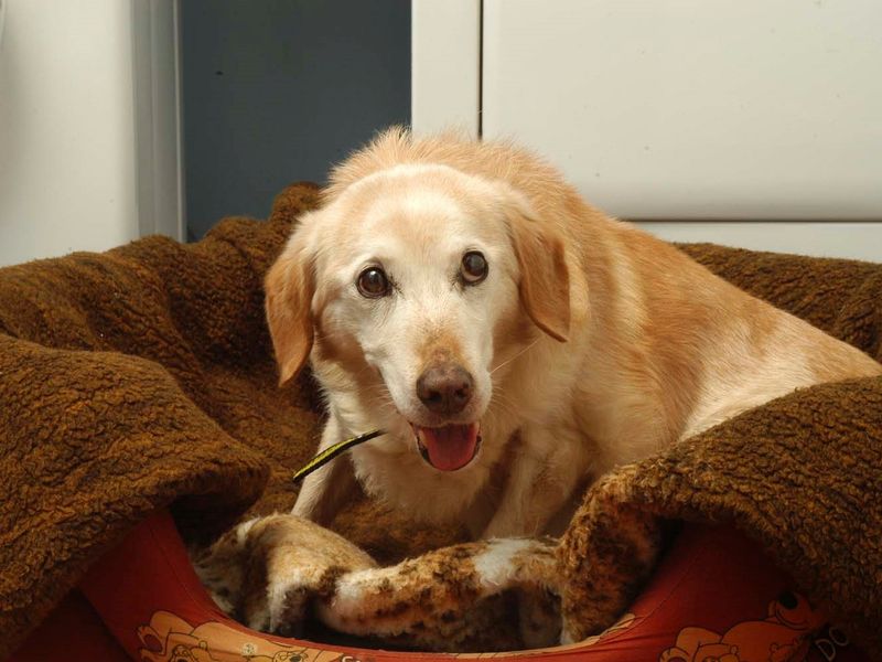 How Old Are Dogs House Trained