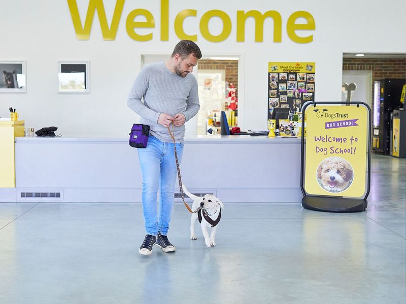 Labrador puppy attends Dog School class