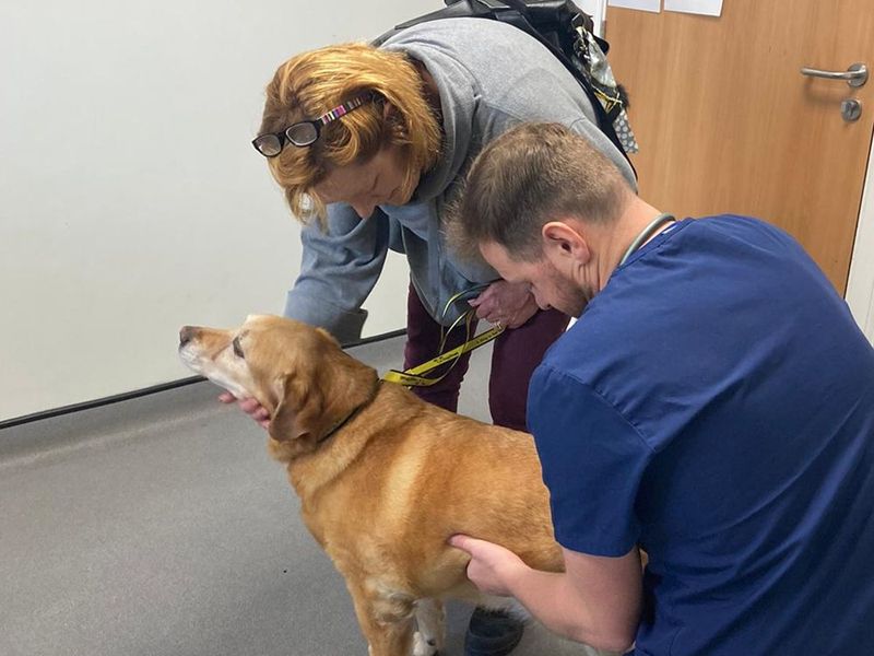 Tara the Labrador getting a vet check at Parkside