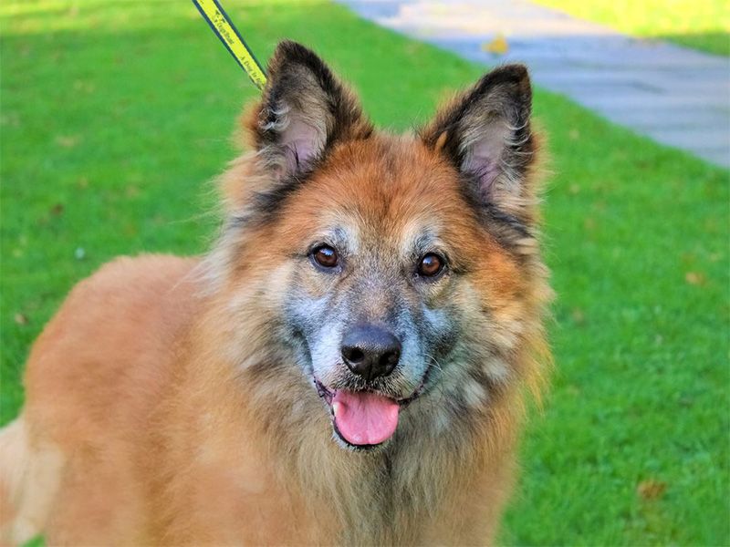 Emmit the GSD on lead at Kenilworth