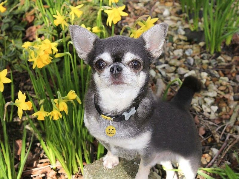 A chihuahua stood next to daffodils in a garden