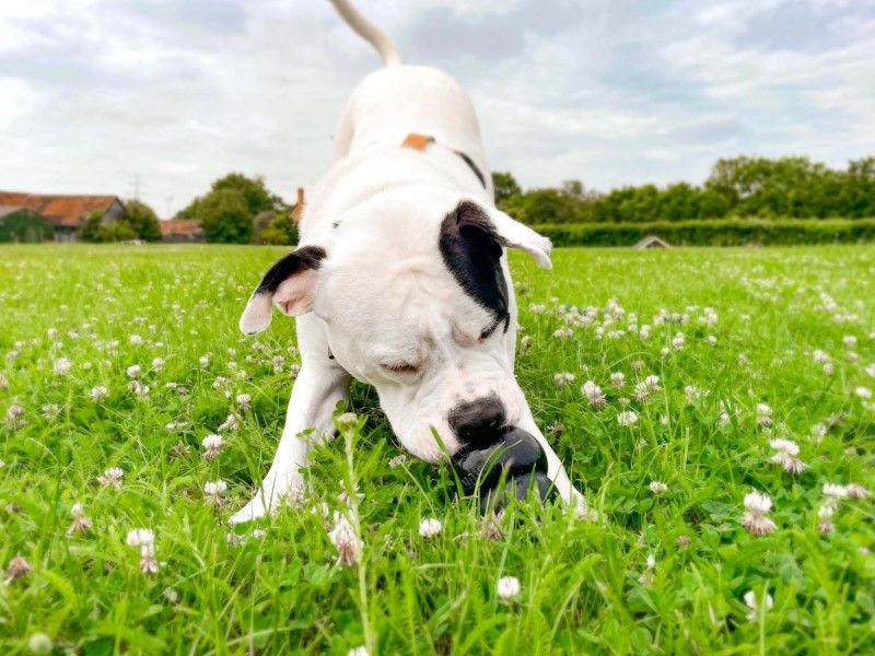 frankie staffie dog enjoying a summer snack