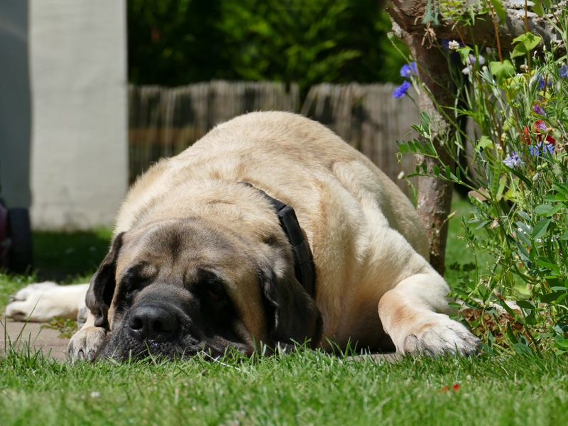 Galahad the Mastiff snoozing in his new garden