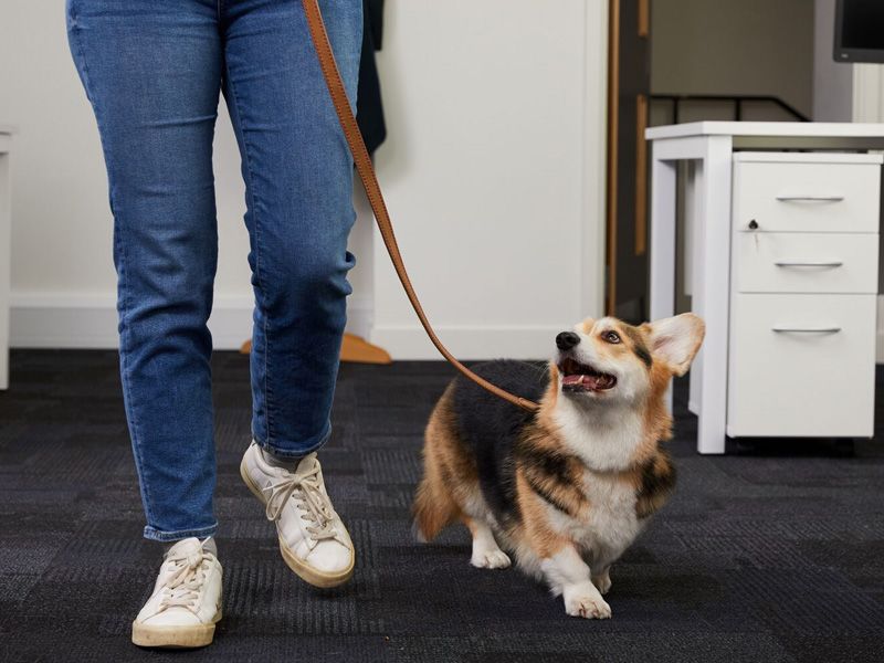 Gloudie the Corgi with their owner in an office environment