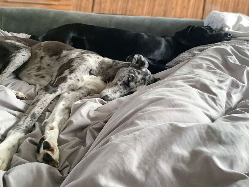 Greyhounds sleeping on the sofa