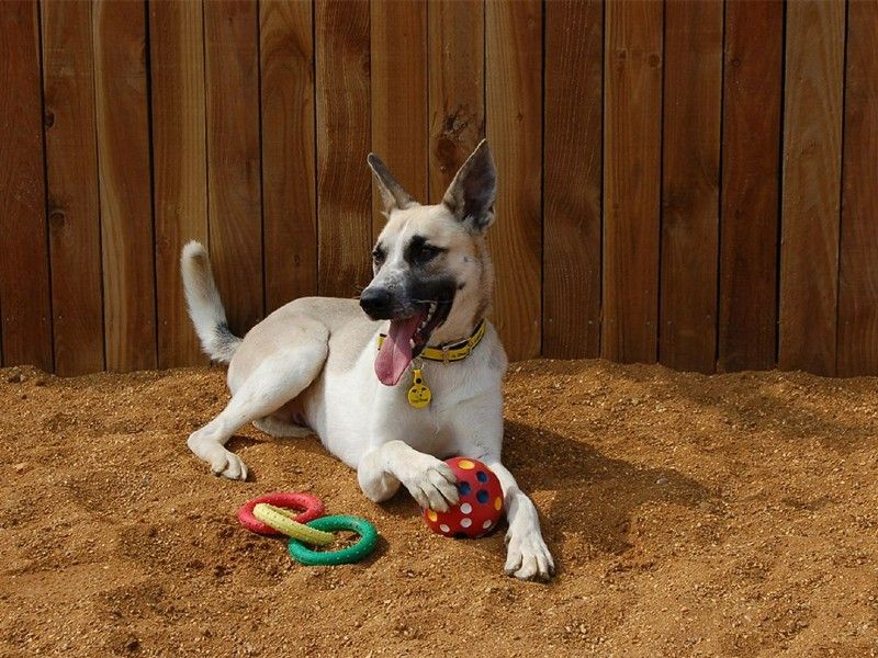 Shepherd cross puppy playing with toys in sand area at Dogs Trust Harefield