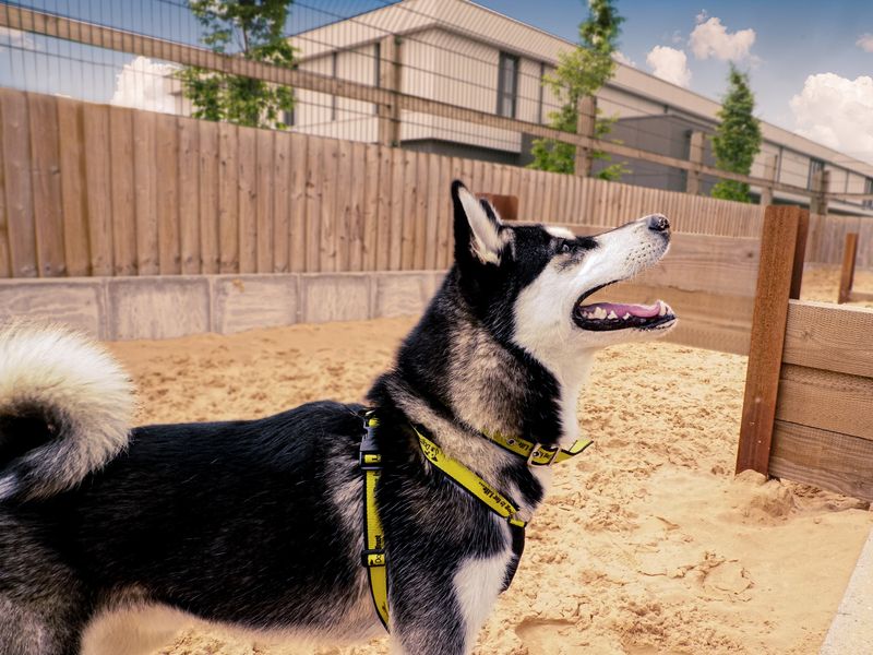 Adult Husky, outside, in sand pit, enjoying some exercise