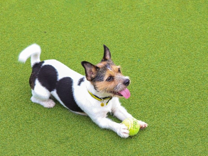 Adult Jack Russell, outside, on grass, on a sunny day with a tennis ball