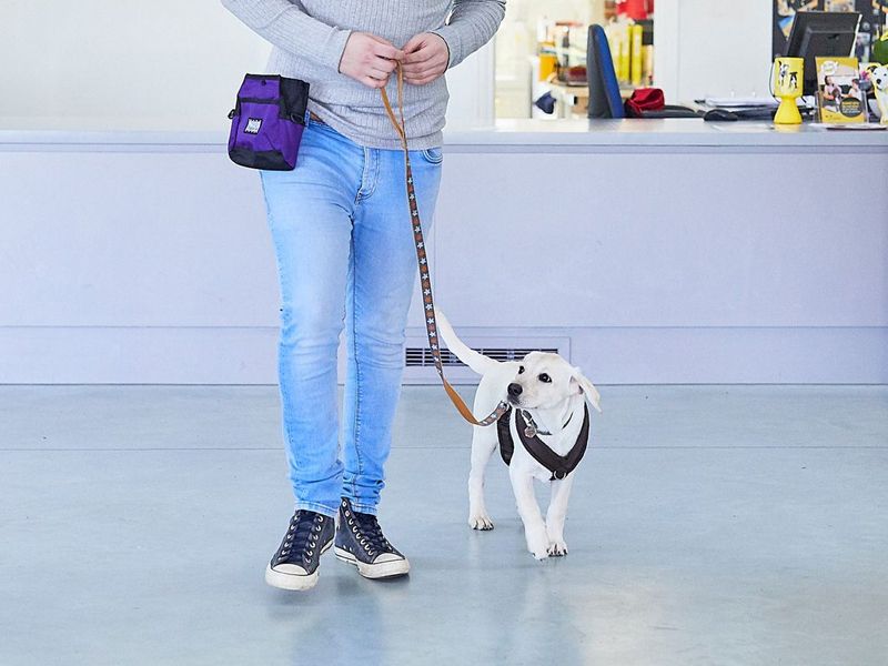 Labrador puppy attends Dog School class