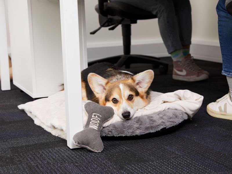 corgi dog friendly workplace 