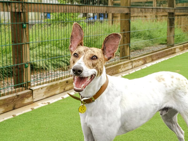 Louie the lurcher outside waiting to play