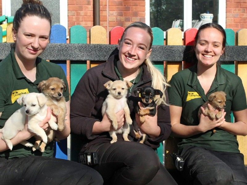 Five chihuahua puppies with Canine Carers at Dogs Trust Merseyside