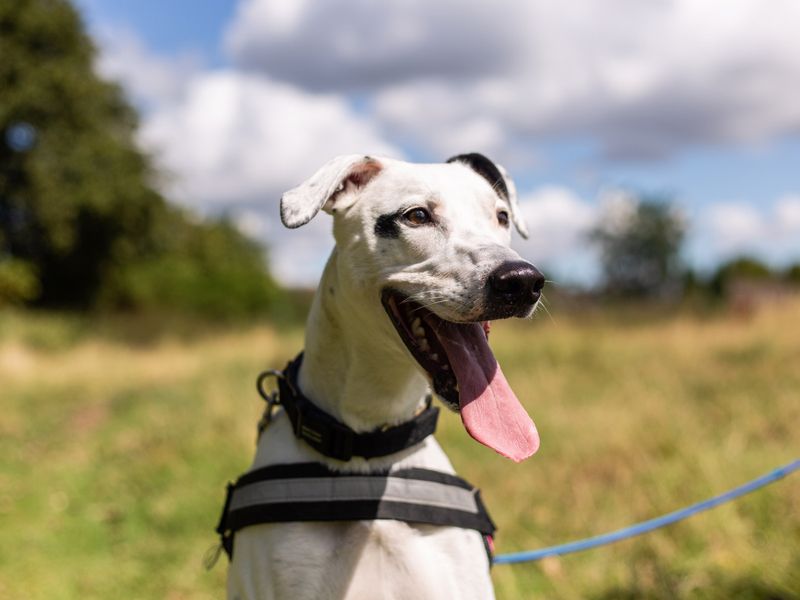 Patch the Hound Cross smiling in a field