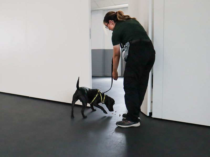 Dog on lead going through door