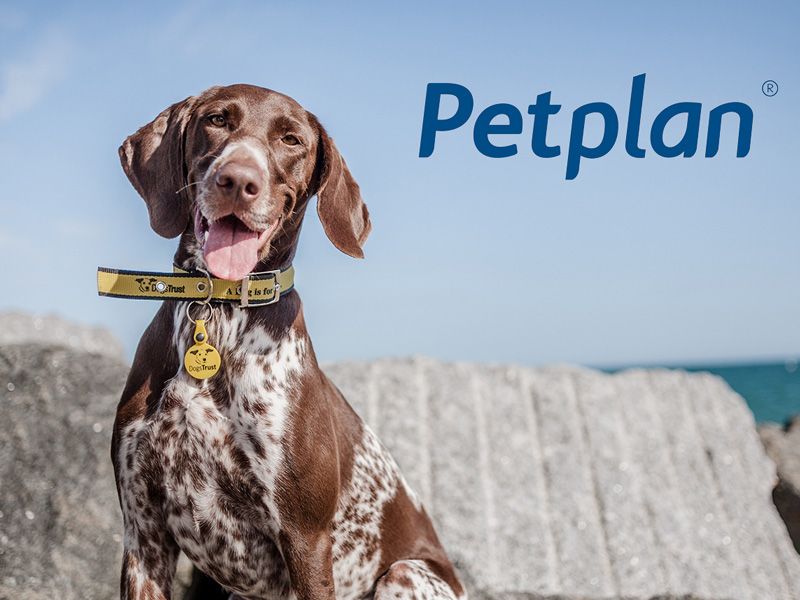 Dog smiling on beach next to PetPlan logo