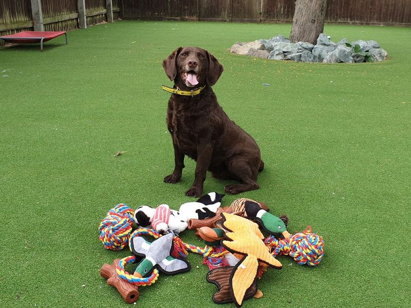 Chocolate Labrador smiling next to pile of toys from Pets At Home